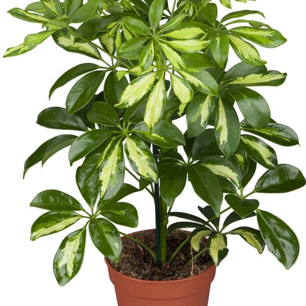 Schefflera