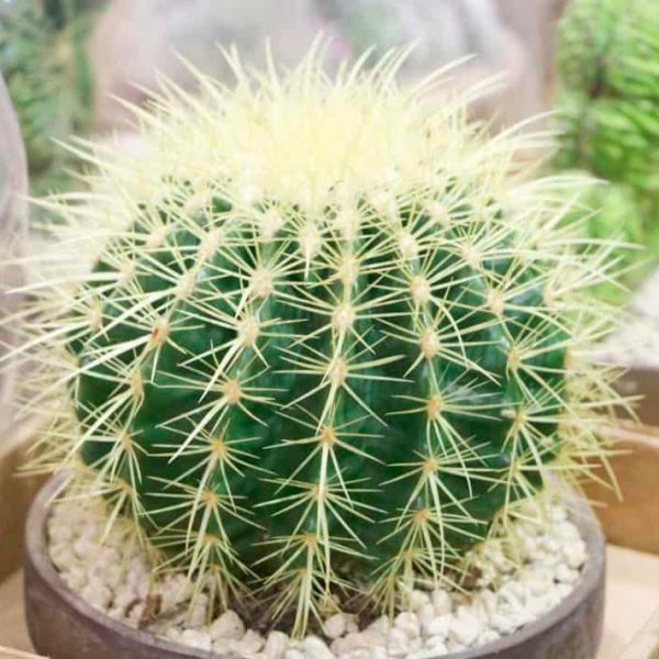 Equinocactus