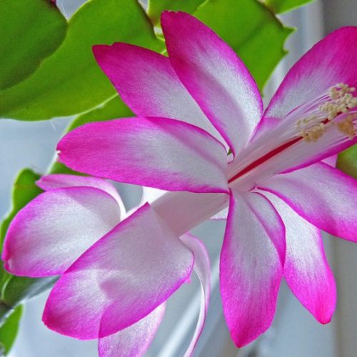 Decembrist Schlumbergera