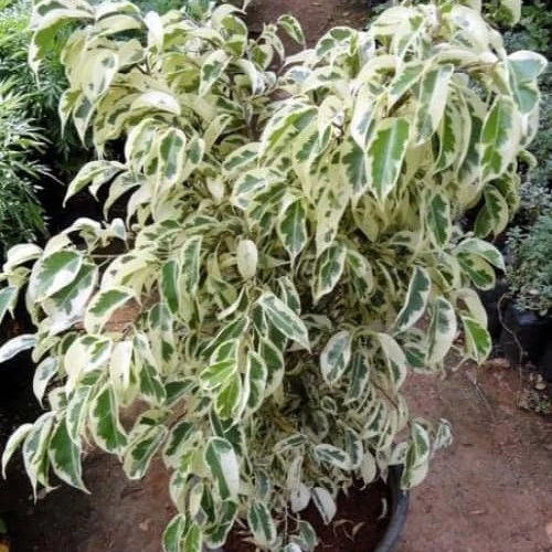 Ficus Benjamin Starlight