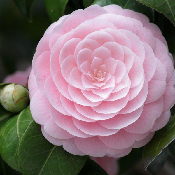 Japanese Camellia