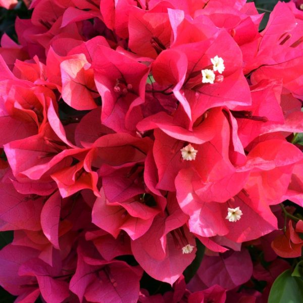 Bougainvillea
