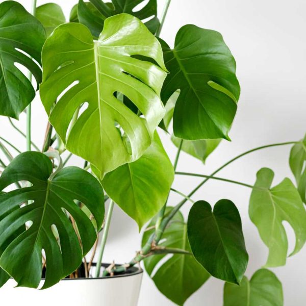 Monstera